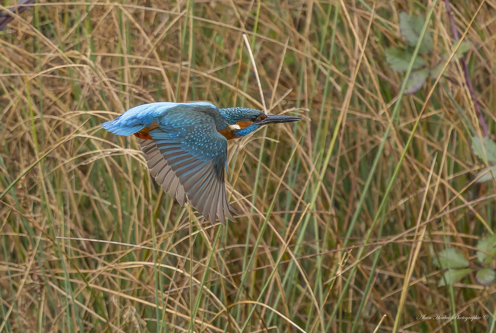 Martin-pêcheur d'Europe