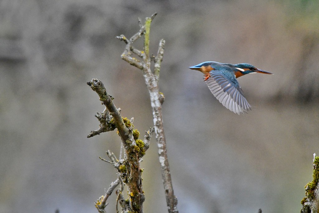 Kingfisher In-Flight