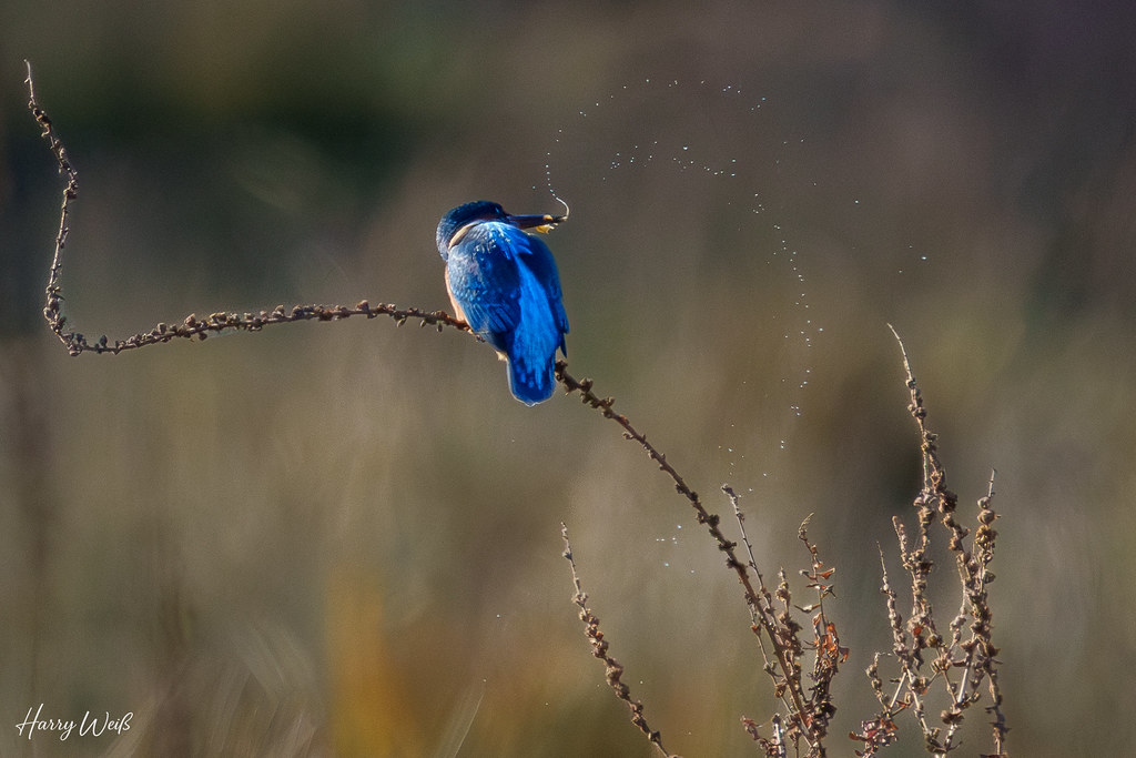 Eisvogel schleudert seine Beute