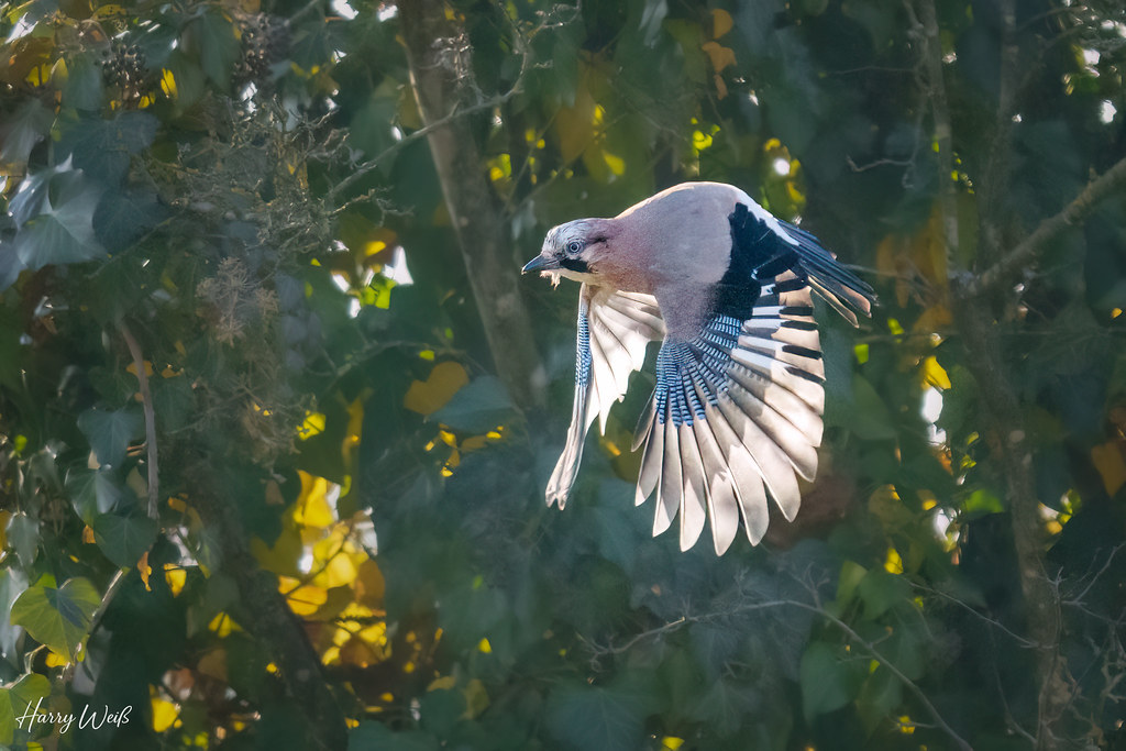 Eichelhäher im Anflug