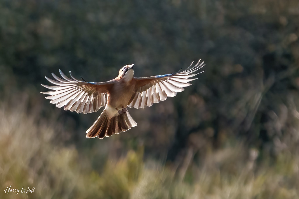 Eichelhäher im Gegenlicht