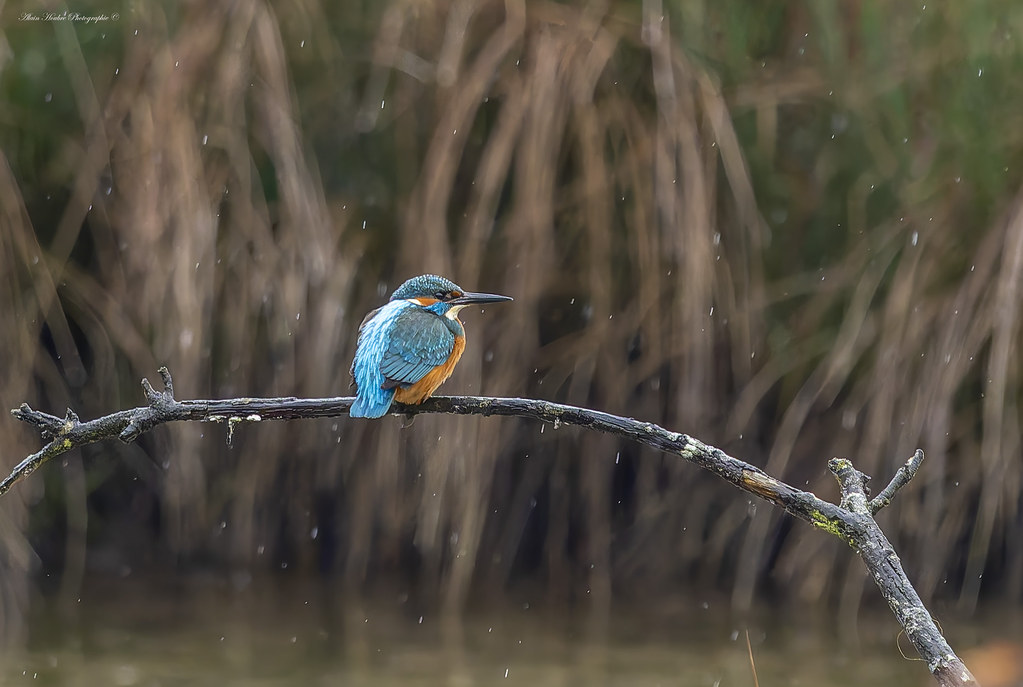 Martin pêcheur d'Europe