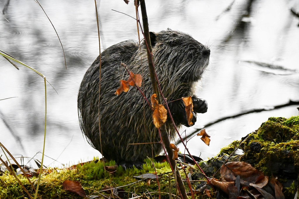 Nutria