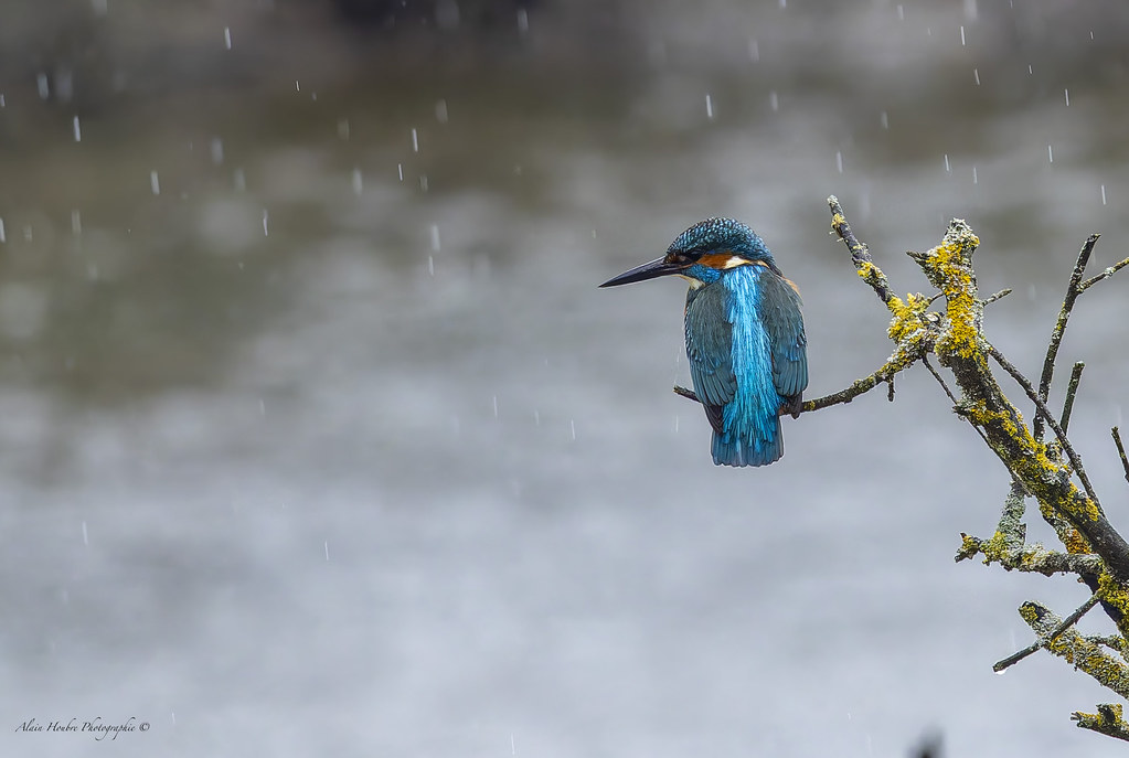 Martin pêcheur d'Europe
