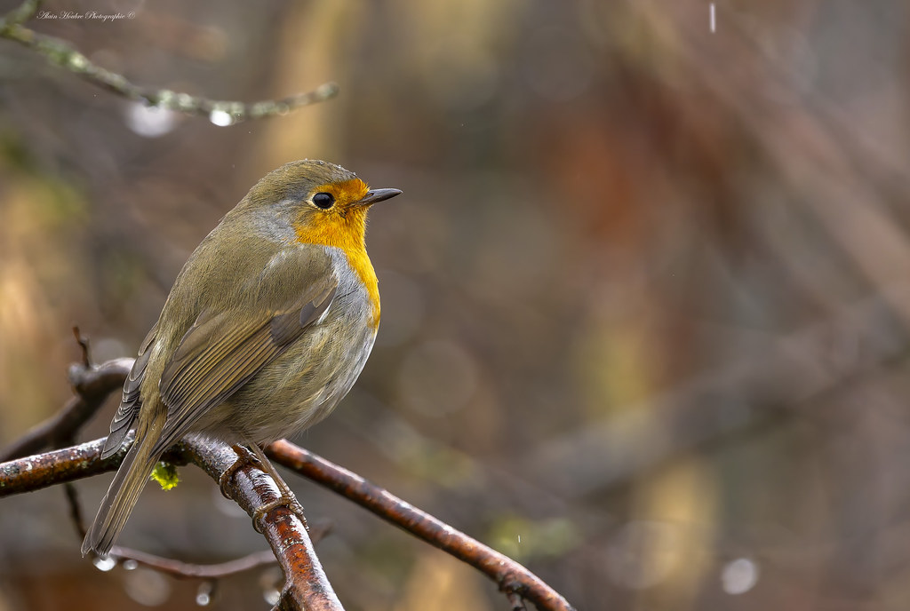 Rouge-gorge familier