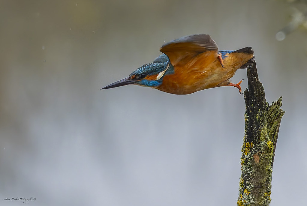 Martin pêcheur d'Europe