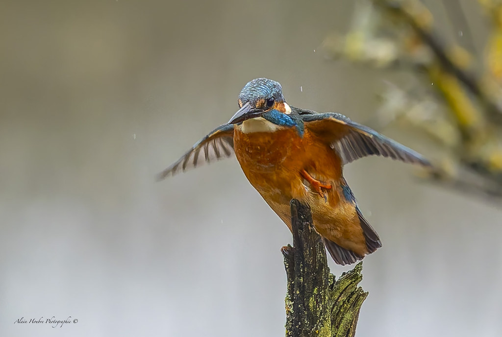 Martin pêcheur d'Europe