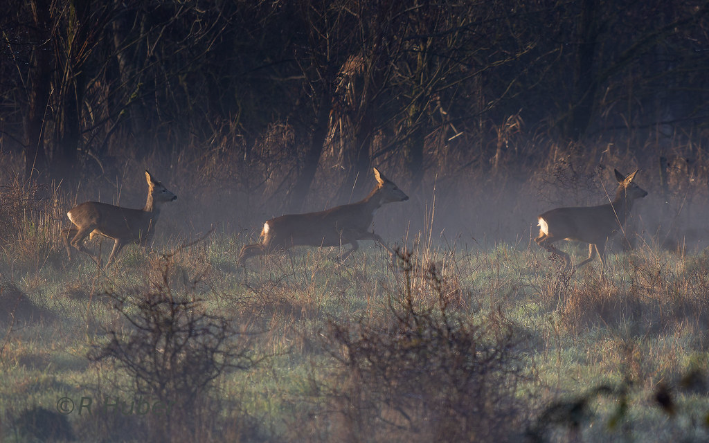 ©-R.Huber-Sprung-springende-Rehe