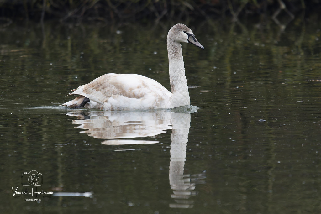 CL4A4754-DxO_DeepPRIME XD2s