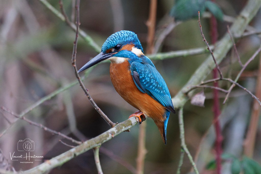 CL4A4684-DxO_DeepPRIME XD2s