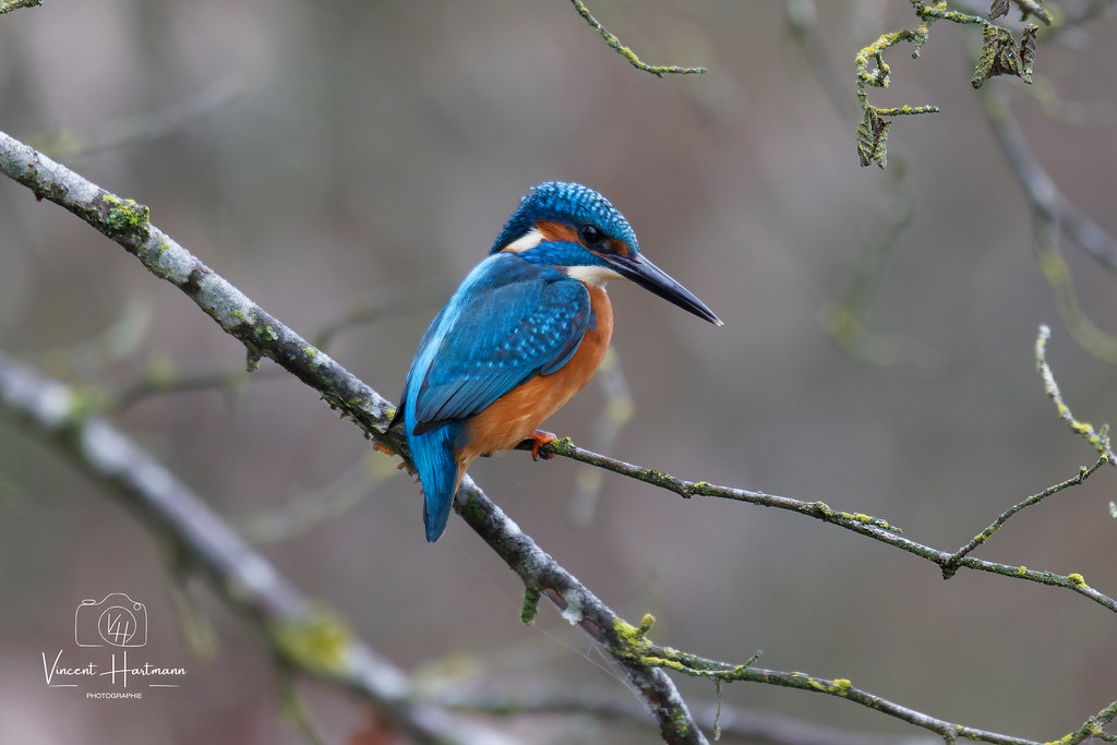 CL4A4647-DxO_DeepPRIME XD2s