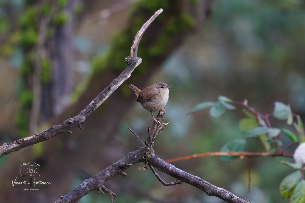 CL4A4415-DxO_DeepPRIME XD2s