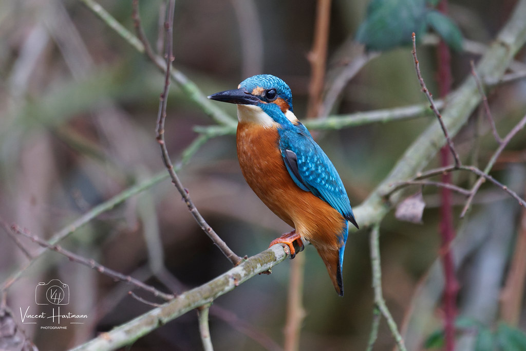 CL4A4694-DxO_DeepPRIME XD2s