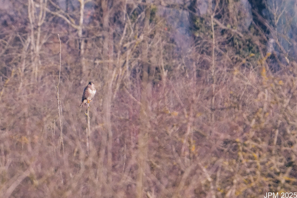 Buse variable en faction