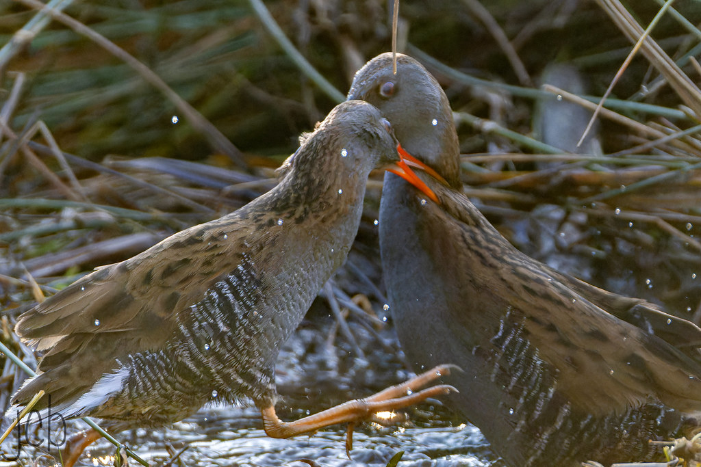 Les râles d'eau râleurs
