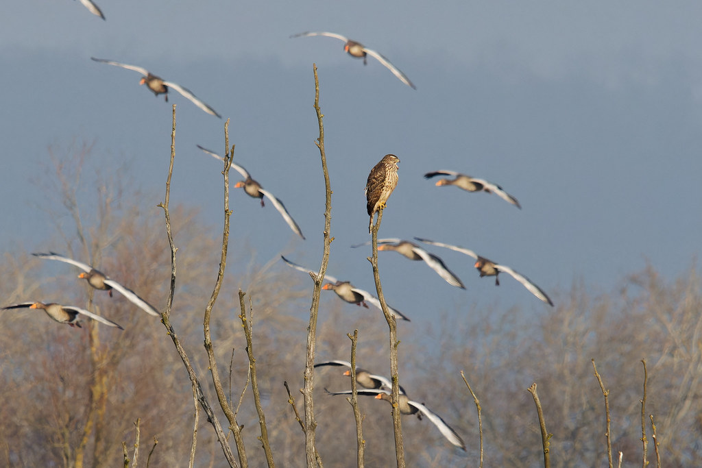 Autour de Palombes et vol d'Oies Cendrées