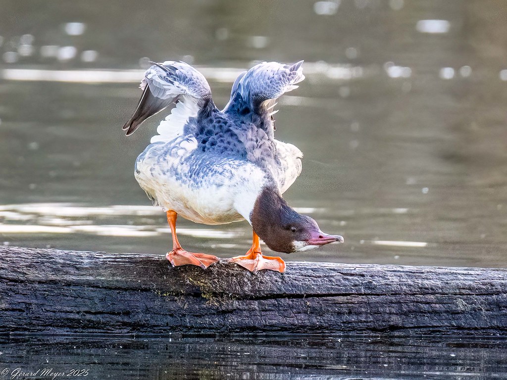 Harle bièvre.(femelle)