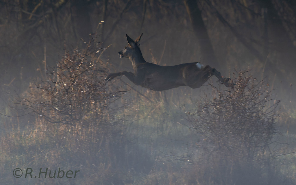 ©-R.Huber-springendes-Reh-2