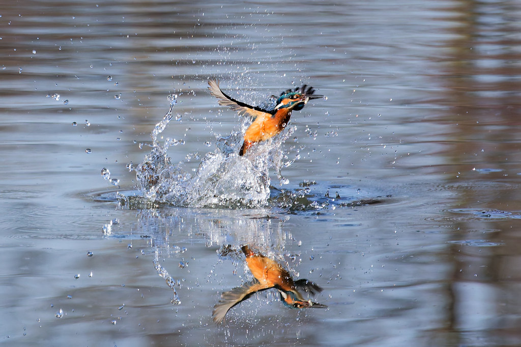 Martin-pêcheur d’Europe