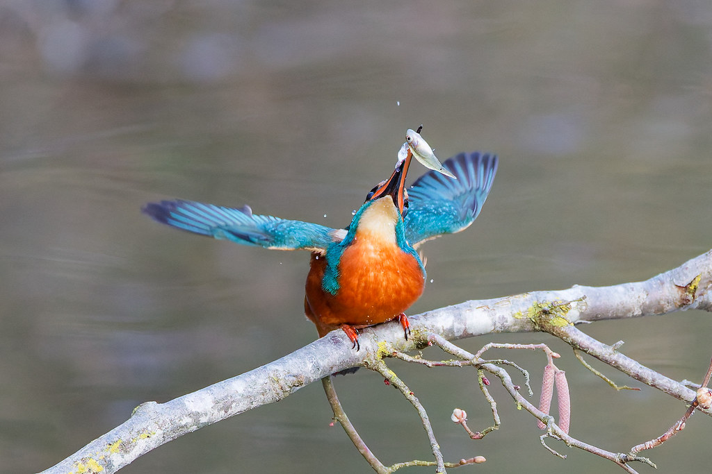 Martin-pêcheur d’Europe