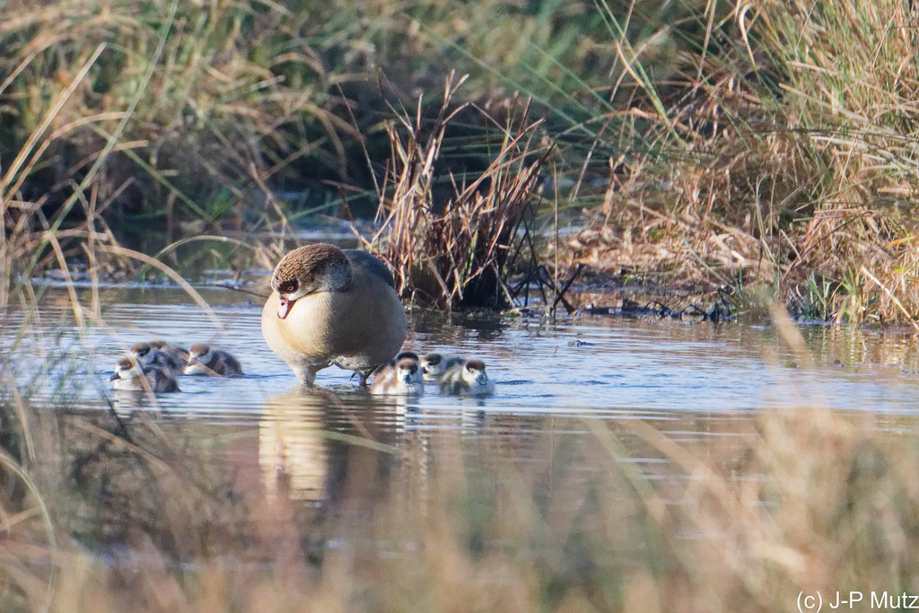 Famille d'ouettes d'Egypte