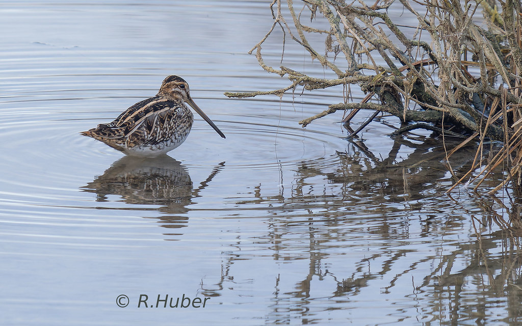 ©-R.Huber-Bekassine