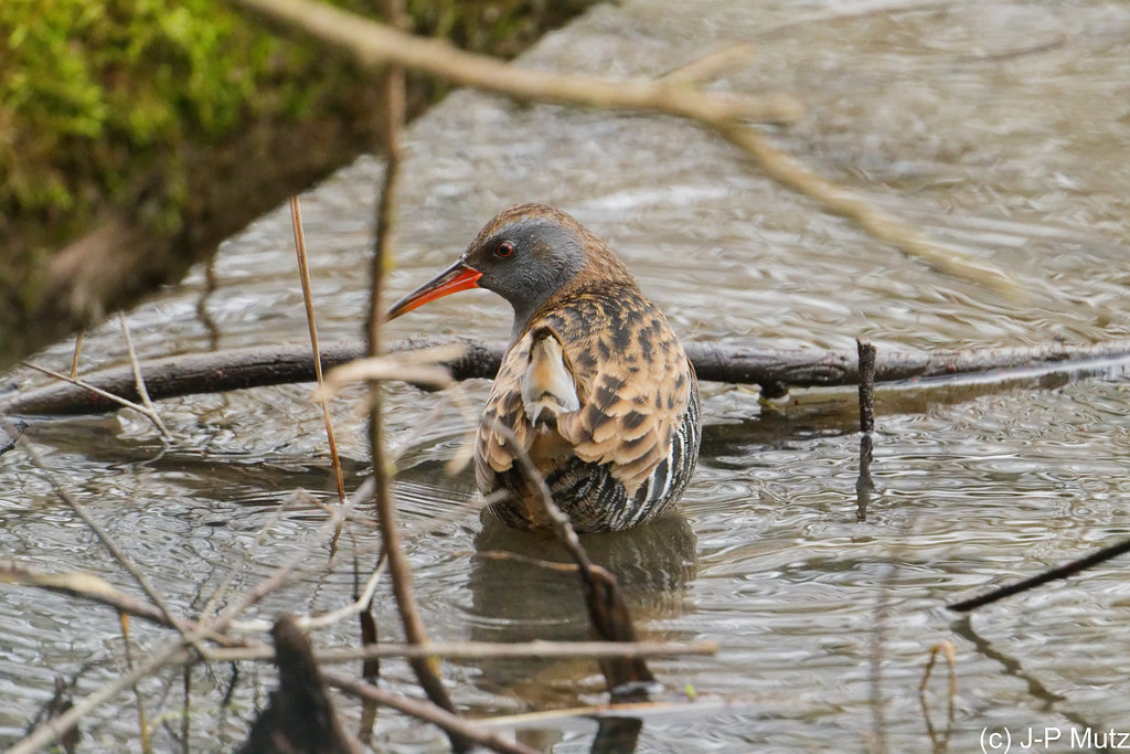 Râle d'eau à L'étang Nord -PCA