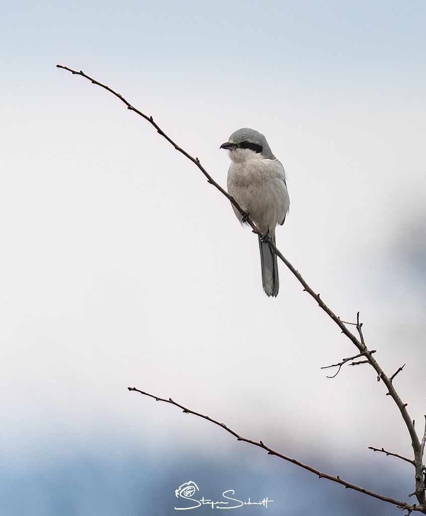Raubwürger/Pie-grièche grise
