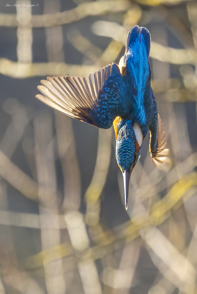 Martin-pêcheur d'Europe