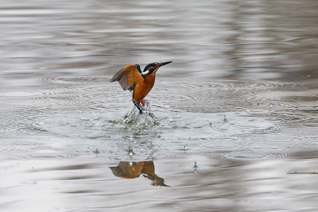 Martin-pêcheur d’Europe