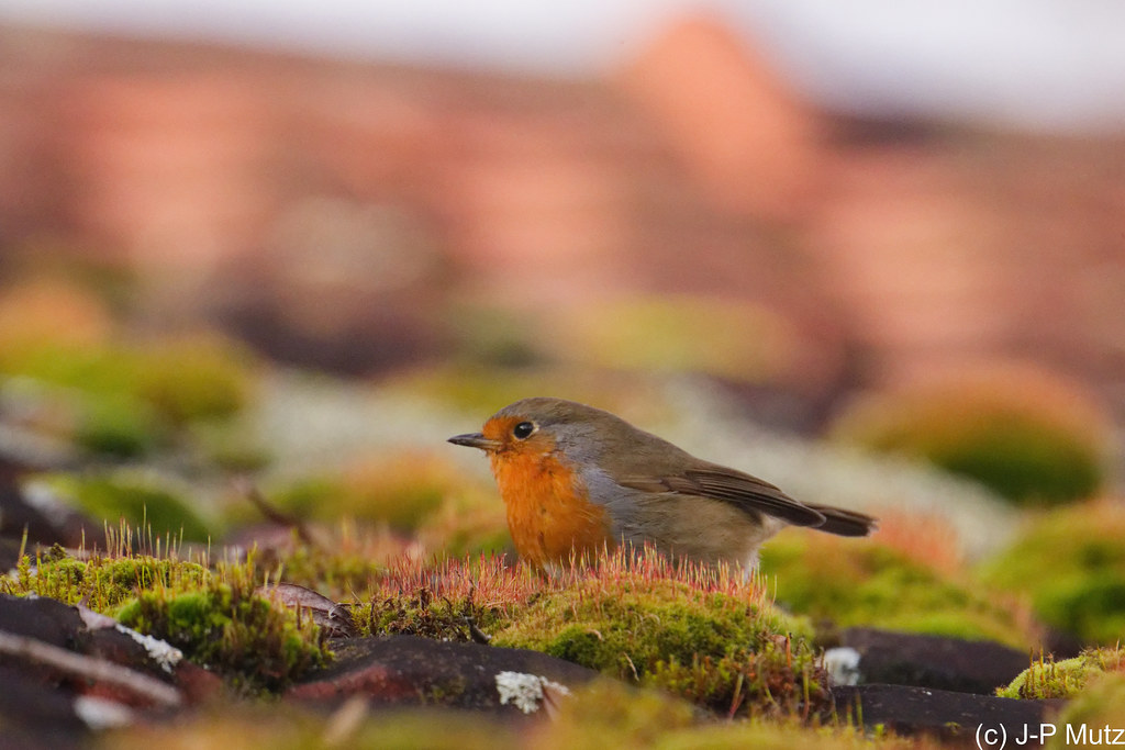 Rouge-gorge familier