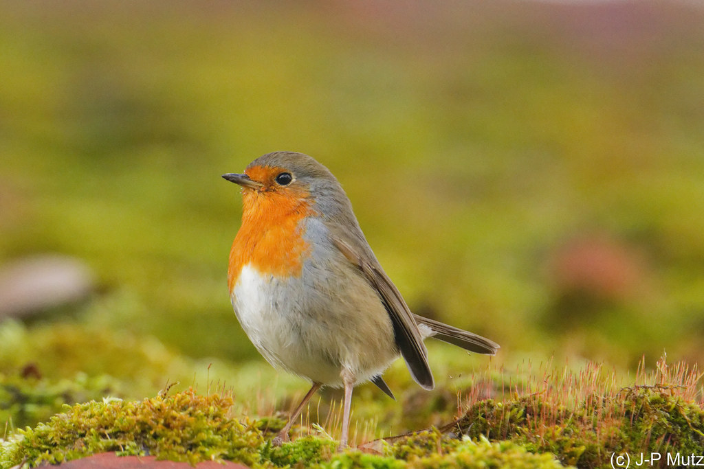 Rouge-gorge familier