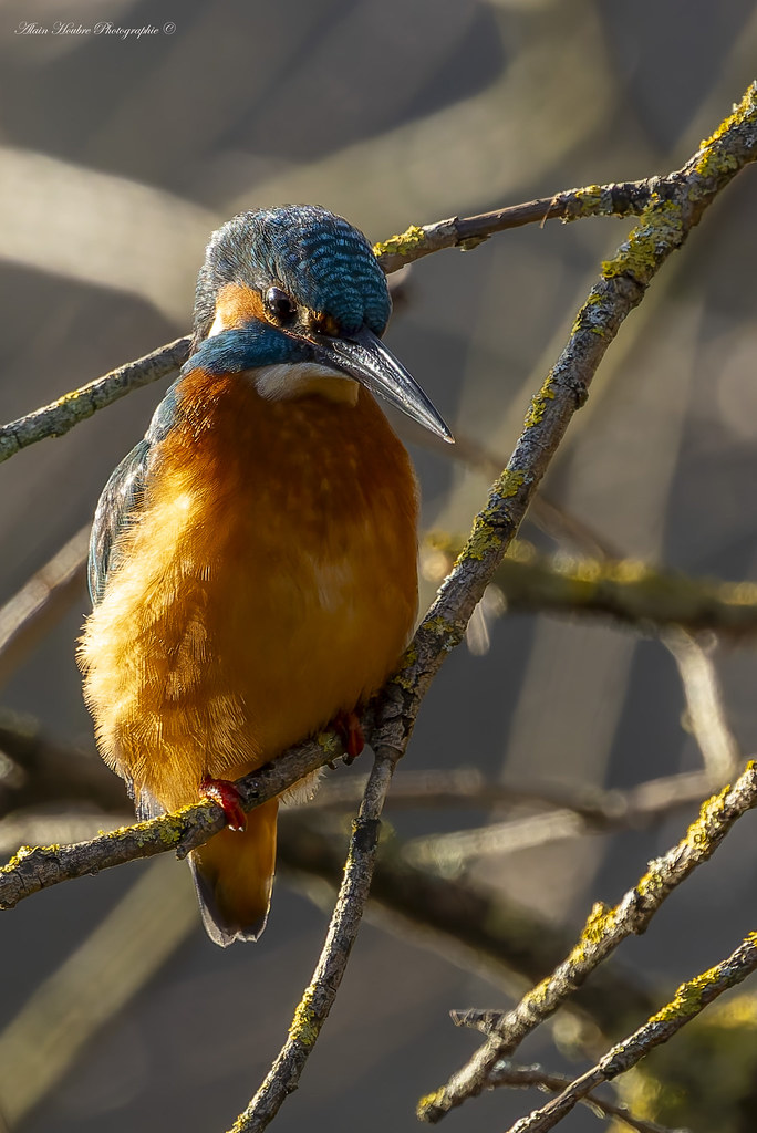 Martin-pêcheur d'Europe