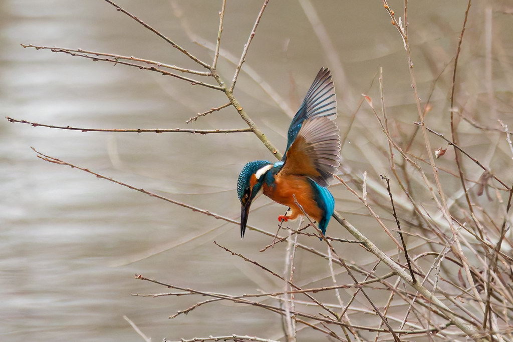 Martin-pêcheur d’Europe