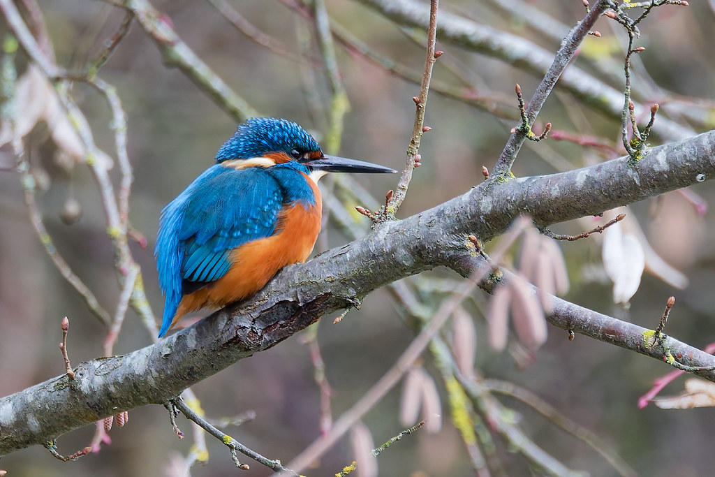 Martin-pêcheur d’Europe