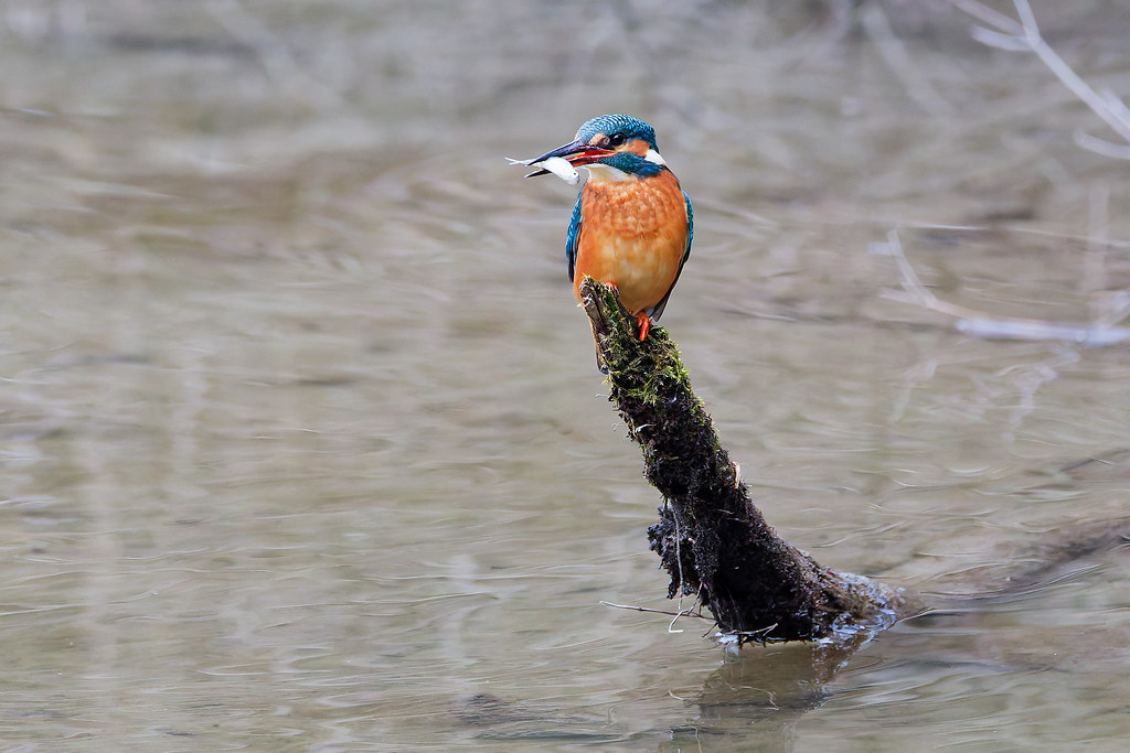 Martin-pêcheur d’Europe
