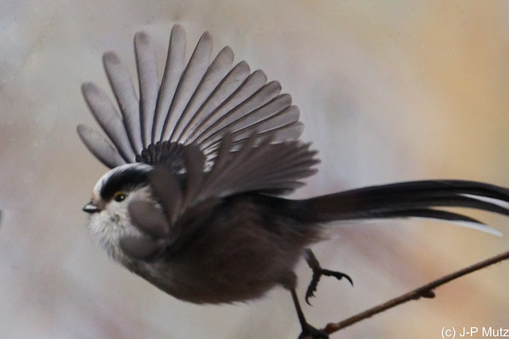 Orite à longue queue
