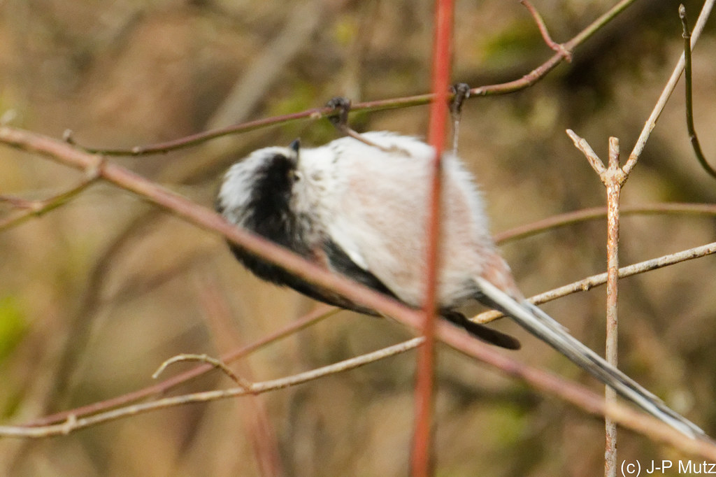 Orite à longue queue