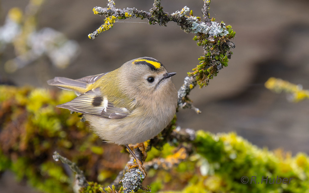 Wintergoldhänchen-2