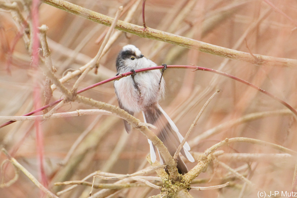 Orite à longue queue