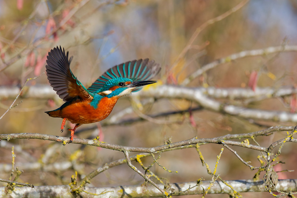 Martin-pêcheur d’Europe