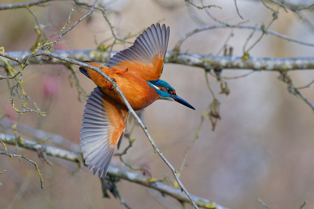 Martin-pêcheur d’Europe