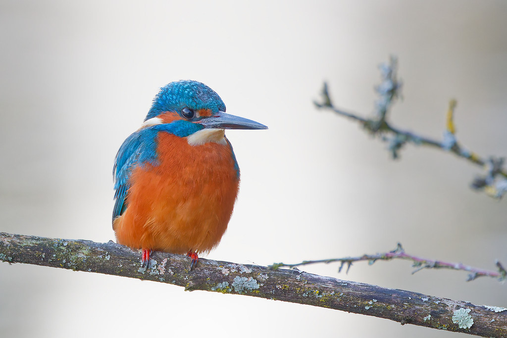 Martin-pêcheur d’Europe