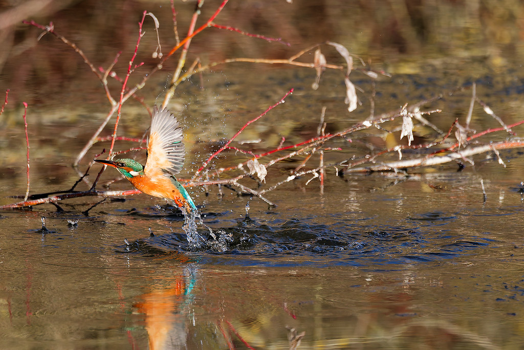 Martin-pêcheur d’Europe