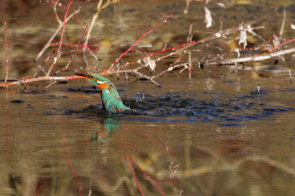 Martin-pêcheur d’Europe