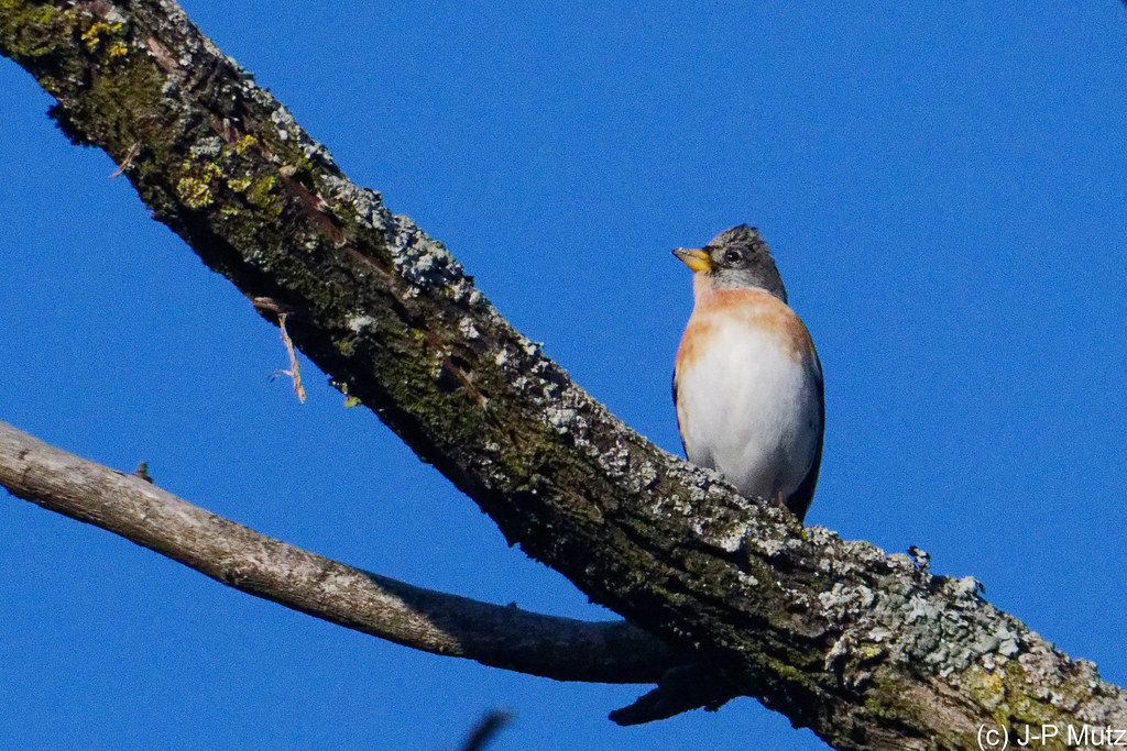 Pinson du Nord juvénile ou femelle ♀