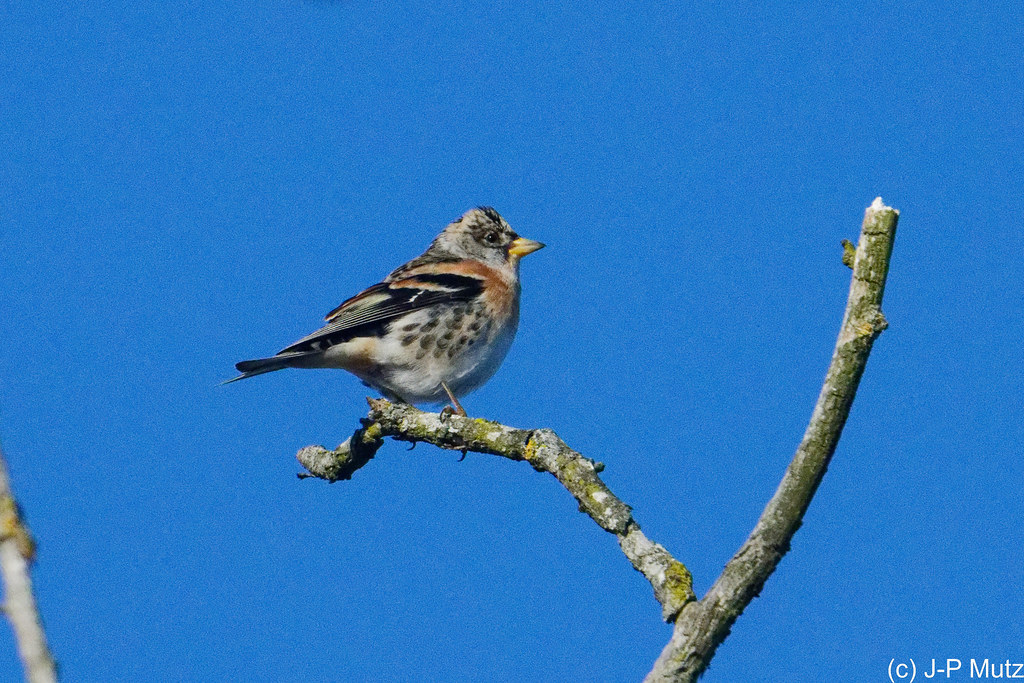 Pinson du Nord, mâle ♂
