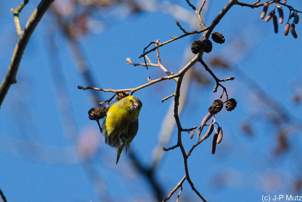 Verdier d'Europe en Petite Camargue