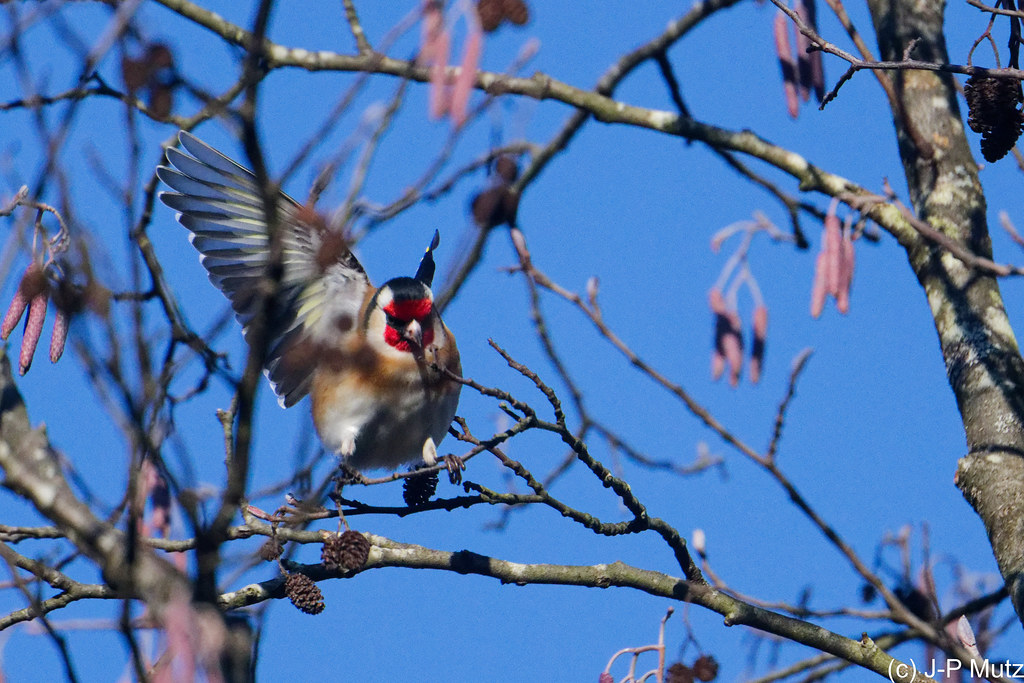 Chardonneret élegans en PCA