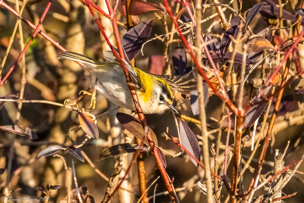 Roitelet à triple bandeau.